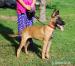 Belgicky ovcak malinois - Prodej