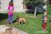 Belgicky ovcak malinois - Prodej