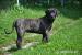 Prodám štěně Dogo Canario - Prodej