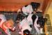 Jack Russel terrier s PP - Prodej