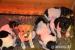 Jack Russel terrier s PP - Prodej