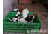 Jack Russel terrier s PP - Prodej