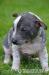 MEXICKÝ NAHÁČ - Xoloitzcuintle - Prodej