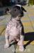 MEXICKÝ NAHÁČ - Xoloitzcuintle - Prodej