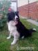 Šteniatká Border collie - Predaj