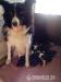Šteniatká Border collie - Predaj