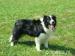 Šteniatká Border collie - Predaj
