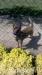 Belgický ovčák MALINOIS - Darování