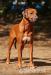 Rhodéský ridgeback štěňátka s PP CHS Anima Animal - Prodej