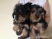 Yorkshire terrier s PP - Prodej