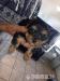 Yorkshire terrier s PP - Prodej