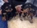 Yorkshire terrier s PP - Prodej