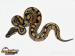 Python regius-odchov 2015 - Prodej