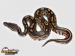 Python regius-odchov 2015 - Prodej
