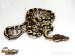 Python regius-odchov 2015 - Prodej