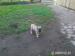 cane corso - Predaj