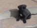 cane corso - Predaj