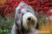 Bearded collie - Prodej
