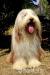 Bearded collie - Prodej