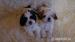 Szczenięta rasy shih-tzu - Sprzedaż