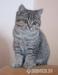 Britská koťata s PP zlatá, stříbrná tečkovaná biko - Prodej