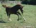 Welsh cob, welšský kob - odstávče - Prodej