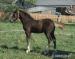 Welsh cob, welšský kob - odstávče - Prodej