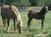 Welsh cob, welšský kob - odstávče - Prodej
