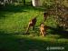 Rhodezsky ridgeback - Prodej