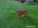 Rhodezsky ridgeback - Prodej