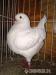 fehér king galamb - Eladás