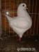 fehér king galamb - Eladás