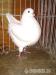 fehér king galamb - Eladás