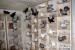 Fajtagyőztes Debreceni pergő galambok eladók - Eladás
