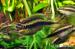 Pelvicachromis pulcher (Ostriežik purpurový)  - Predaj