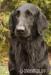 Flat Coated Retriever - Predaj