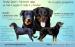 Beauceron šteniatka - Predaj