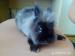 Zakrslý králíček - Prodej