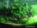akváriumi halak és növények - Eladás
