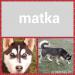 Sibírsky husky / hasky - šteniatka - Predaj