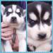 Sibírsky husky / hasky - šteniatka - Predaj