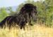 Horse - Sprzedaż