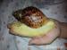 achatina reticulata albíno bod - Prodej