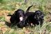Flat Coated Retriever - Prodej