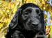 Flat Coated Retriever - Prodej