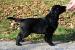Flat Coated Retriever - Prodej