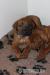 Rhodéský ridgeback - Prodej