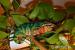Furcifer pardalis - ambilobe (dospely samec) - Prodej