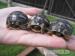Suchozemské želvy - vlastní odchov - Prodej