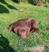 Cokoladovy labrador - Predaj